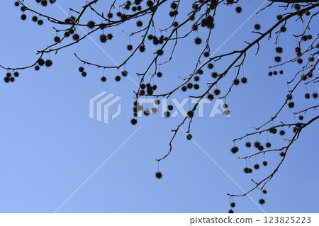 American sweetgum American sweetgum 123825223