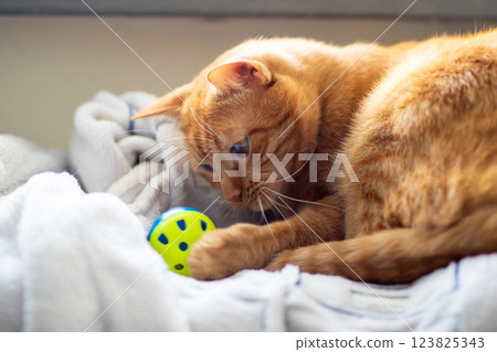 A playful cat is happily playing with a bright yellow ball on a bed A playful cat is happily playing with a bright yellow ball on a bed 123825343