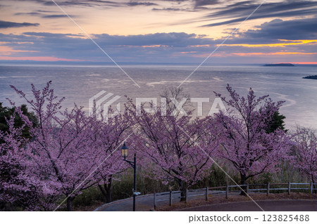 Shimotaga, Atami City, Shizuoka Prefecture: Atami cherry blossoms on the famous cherry blossom trail (Four Seasons Path) and sunrise over Sagami Bay 123825488