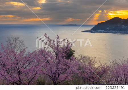 靜岡縣熱海市下賀:著名櫻花道(四季之路)上的熱海櫻花和相模灣的日出 靜岡縣熱海市下賀:著名櫻花道(四季之路)上的熱海櫻花和相模灣的日出 123825491