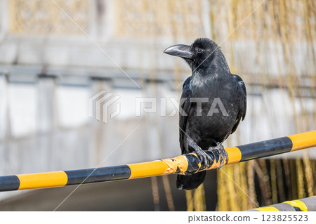 Crow (jungle crow) Crow (jungle crow) 123825523