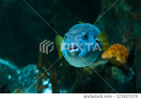A large pufferfish with blue and white speckled skin swimming in deep waters A large pufferfish with blue and white speckled skin swimming in deep waters 123825578