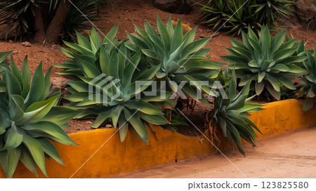 Green agave plants growing along a rustic stone path in a dry landscape Green agave plants growing along a rustic stone path in a dry landscape 123825580