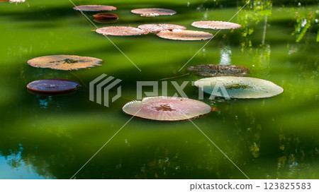 Large Victoria amazonica water lily pads floating on a green reflective pond 123825583