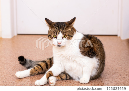 A brown and white cat is laying on the floor, intently gazing at the camera 123825639