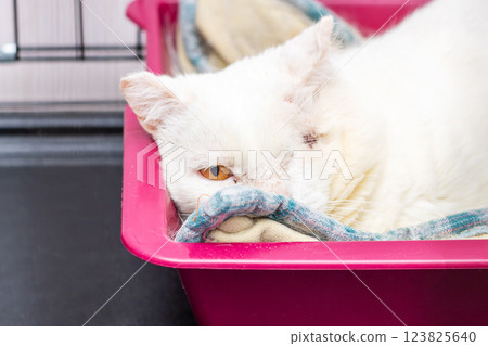 A fluffy white cat is comfortably laying inside a pink litter box A fluffy white cat is comfortably laying inside a pink litter box 123825640