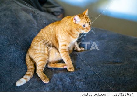 An orange cat is comfortably sitting on top of a soft black blanket 123825654