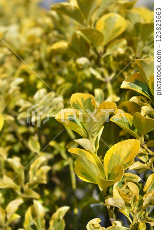 Japanes spindle Aureus 123825663