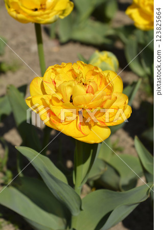 Tulip Yellow Pomponette 123825664