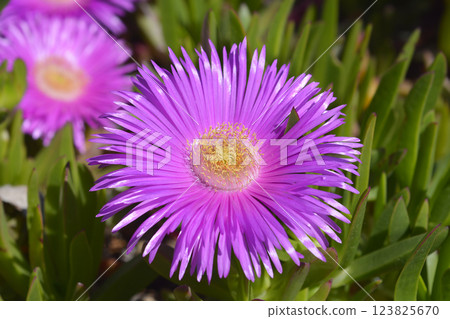 Red hottentot fig 123825670