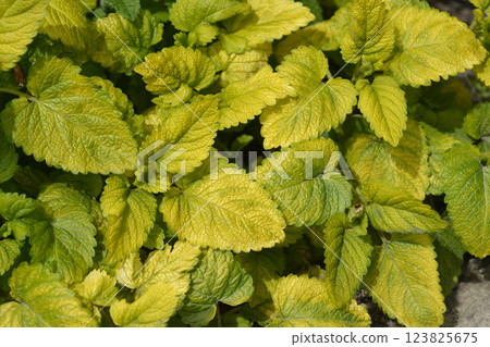 Yellow-leaved lemon balm 123825675