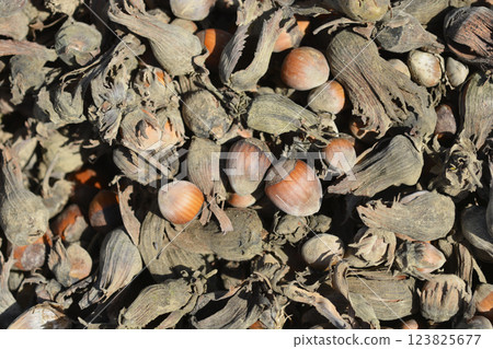 Harvested hazelnuts Harvested hazelnuts 123825677