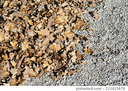 Autumn leaves Autumn leaves 123825678