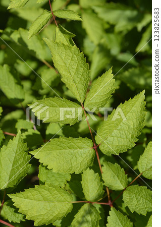 Chinese astilbe Chinese astilbe 123825683