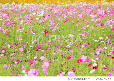 一簇簇波斯菊花 一簇簇波斯菊花 123825756