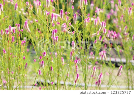 可愛的雪絨花花簇 可愛的雪絨花花簇 123825757