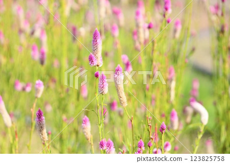 Cute cluster of edelweiss flowers 123825758