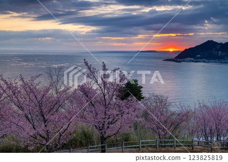 Atami cherry blossoms on Shimotaga, Atami City, Shizuoka Prefecture, Cherry Blossom Famous Walking Route (Four Seasons Path) and the sun rising over Sagami Bay Atami cherry blossoms on Shimotaga, Atami City, Shizuoka Prefecture, Cherry Blossom Famous Walking Route (Four Seasons Path) and the sun rising over Sagami Bay 123825819
