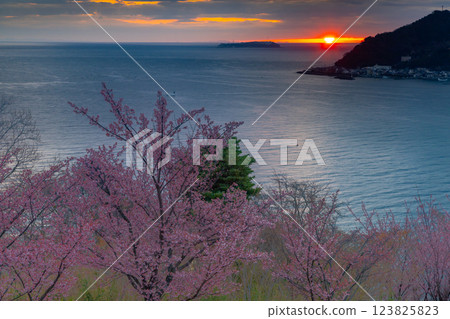 Atami cherry blossoms on Shimotaga, Atami City, Shizuoka Prefecture, Cherry Blossom Famous Walking Route (Four Seasons Path) and the sun rising over Sagami Bay Atami cherry blossoms on Shimotaga, Atami City, Shizuoka Prefecture, Cherry Blossom Famous Walking Route (Four Seasons Path) and the sun rising over Sagami Bay 123825823