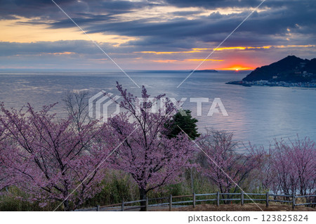 Atami cherry blossoms on Shimotaga, Atami City, Shizuoka Prefecture, Cherry Blossom Famous Walking Route (Four Seasons Path) and the sun rising over Sagami Bay Atami cherry blossoms on Shimotaga, Atami City, Shizuoka Prefecture, Cherry Blossom Famous Walking Route (Four Seasons Path) and the sun rising over Sagami Bay 123825824