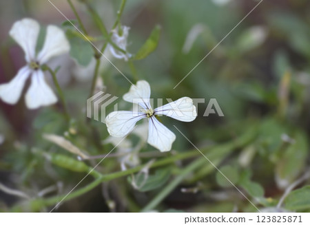 Salad rocket 123825871