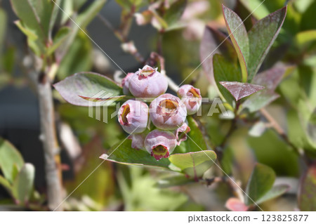 Blueberry Chandler Blueberry Chandler 123825877