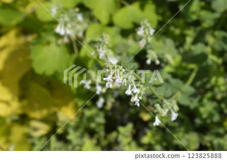 Catmint Snowflake Catmint Snowflake 123825888