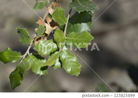 Evergreen oak 123825899