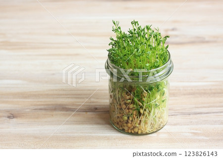 Close-up of lentil microgreens growing in a glass. 123826143