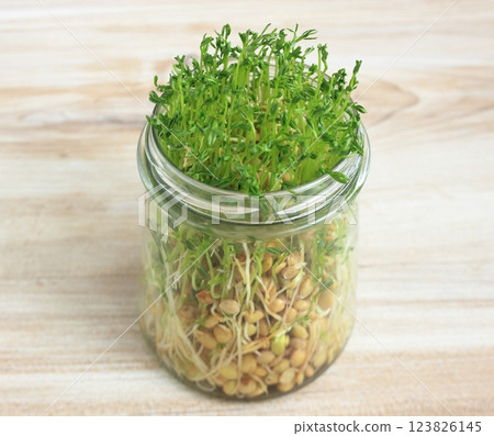 Close-up of lentil microgreens growing in a glass. Close-up of lentil microgreens growing in a glass. 123826145