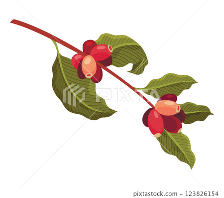 Branch of Coffee Plant with Ripe Edible Fruits Vector illustration Branch of Coffee Plant with Ripe Edible Fruits Vector illustration 123826154