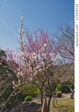 Plum blossoms shining against the blue sky Onokoro Island, Iwashimizu Park Plum blossoms shining against the blue sky Onokoro Island, Iwashimizu Park 123826181