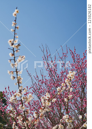 Plum blossoms shining against the blue sky Onokoro Island, Iwashimizu Park 123826182