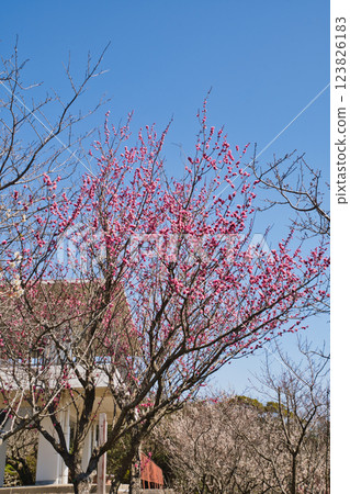 Plum blossoms shining against the blue sky Onokoro Island, Iwashimizu Park Plum blossoms shining against the blue sky Onokoro Island, Iwashimizu Park 123826183