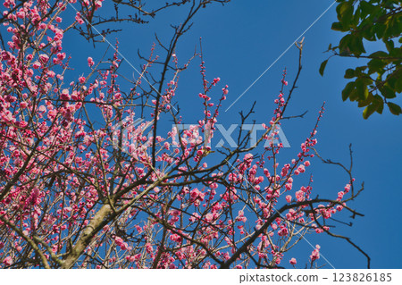 Plum blossoms shining against the blue sky Onokoro Island, Iwashimizu Park Plum blossoms shining against the blue sky Onokoro Island, Iwashimizu Park 123826185