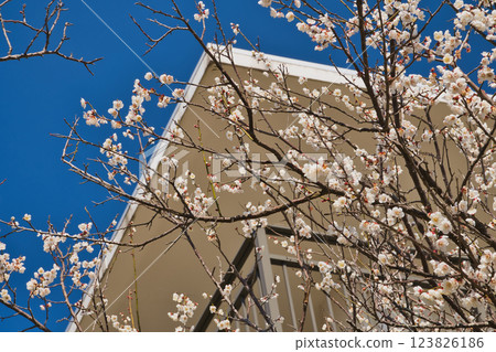 Plum blossoms shining against the blue sky Onokoro Island, Iwashimizu Park Plum blossoms shining against the blue sky Onokoro Island, Iwashimizu Park 123826186