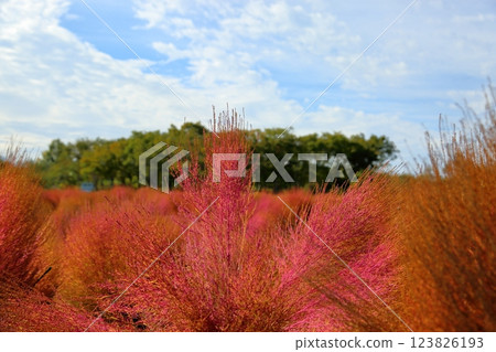 Vivid autumn leaves Kochia Vivid autumn leaves Kochia 123826193