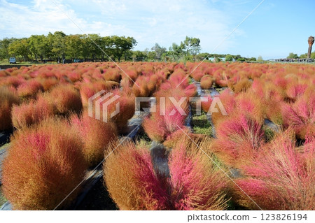 鮮豔的秋葉 Kochia 123826194