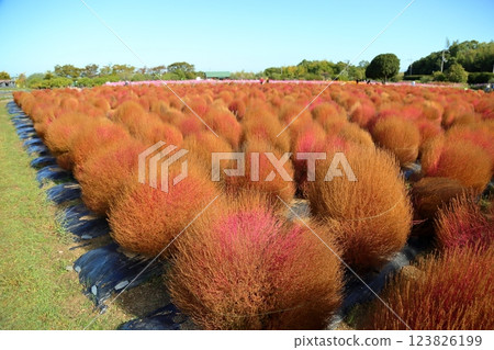 Vivid autumn leaves Kochia Vivid autumn leaves Kochia 123826199