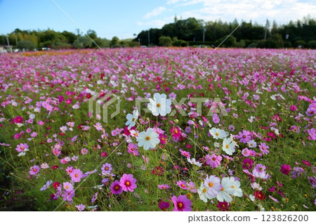 cute cosmos flowers 123826200