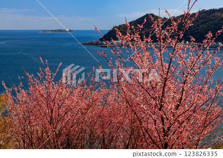 Shimotaga, Atami City, Shizuoka Prefecture Early-blooming Kiatami cherry blossoms and the view of Sagami Bay on the famous cherry blossom walking trail (Shiki no Michi) Shimotaga, Atami City, Shizuoka Prefecture Early-blooming Kiatami cherry blossoms and the view of Sagami Bay on the famous cherry blossom walking trail (Shiki no Michi) 123826335