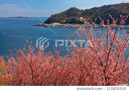 Shimotaga, Atami City, Shizuoka Prefecture Early-blooming Kiatami cherry blossoms and the view of Sagami Bay on the famous cherry blossom walking trail (Shiki no Michi) 123826338