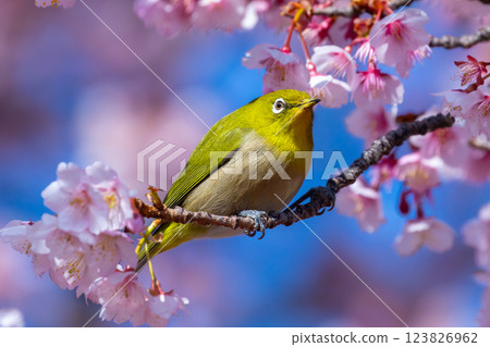 一隻繡眼鳥棲息在靜岡縣熱海市下那麼多著名的櫻花步道 (Shiki no Michi) 上一棵早開的熱海櫻花樹上 123826962
