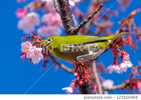 一隻繡眼鳥棲息在靜岡縣熱海市下那麼多著名的櫻花步道 (Shiki no Michi) 上一棵早開的熱海櫻花樹上 123826968