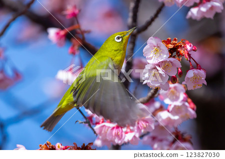 Atami City, Shizuoka Prefecture, Shimotaga, Japanese white-eyes flying around the early-blooming Kiatami cherry blossoms on the famous cherry blossom walking trail (Shiki no Michi) Atami City, Shizuoka Prefecture, Shimotaga, Japanese white-eyes flying around the early-blooming Kiatami cherry blossoms on the famous cherry blossom walking trail (Shiki no Michi) 123827030