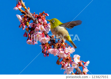 Atami City, Shizuoka Prefecture, Shimotaga, Japanese white-eyes flying around the early-blooming Kiatami cherry blossoms on the famous cherry blossom walking trail (Shiki no Michi) 123827031