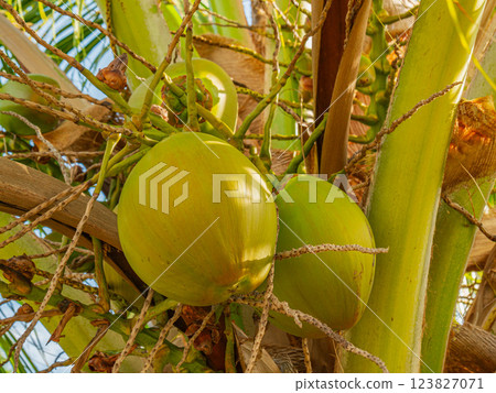 Close-up of unripe green coconuts hanging from a coconut palm tree Close-up of unripe green coconuts hanging from a coconut palm tree 123827071