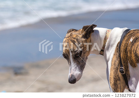 Brindle Whippet dog looking at the camera on a sunny beach 123827072