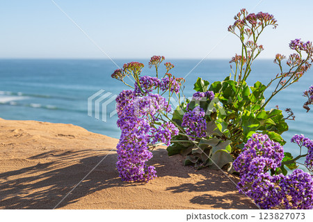 Sunlit Limonium perezii sways gently by the ocean, enhancing the coastal scenery Sunlit Limonium perezii sways gently by the ocean, enhancing the coastal scenery 123827073