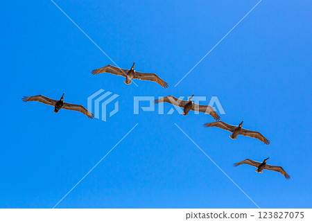 Brown Pelicans Flying Against a Bright Blue Sky with Sun Rays 123827075